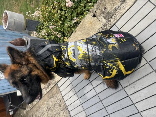 Preview: Hunde Regenmantel mit Lieblingsotiv von RBC - Hunderegenmantel, Wasserfest, bunte Popart Hundemotive