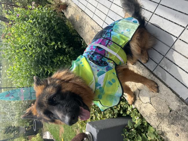 Preview: Hunde Regenmantel mit Lieblingsotiv von RBC - Hunderegenmantel, Wasserfest, bunte Popart Hundemotive