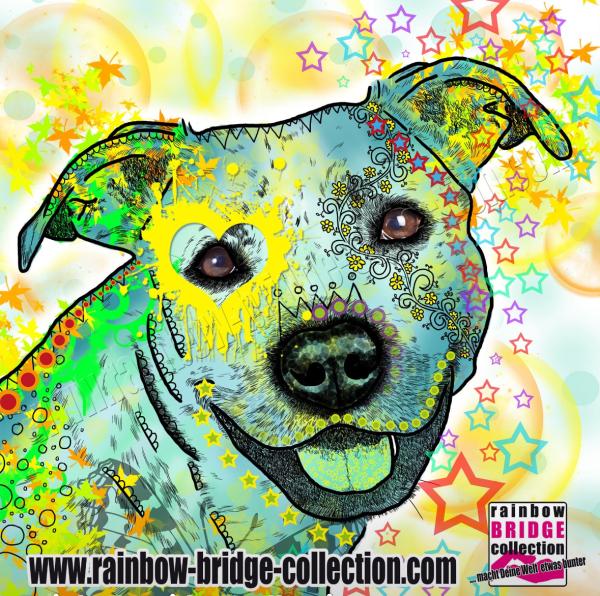 Bild von Kiki einen smerican Staffordshire Terrier in hauptsächlich Gelb gehalten