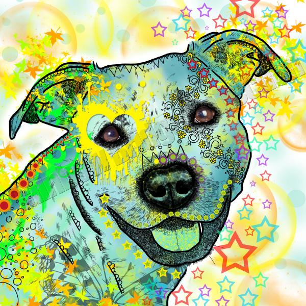 Bild von Kiki einen smerican Staffordshire Terrier in hauptsächlich Gelb gehalten