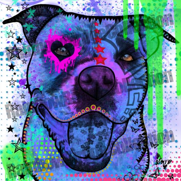 Billd von Shanty einem American Staffordshire Terrier Mix in der Hauptfarbe Blau